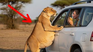 Rescue A Pregnant Lioness Begging For Help In A Desperate Moment