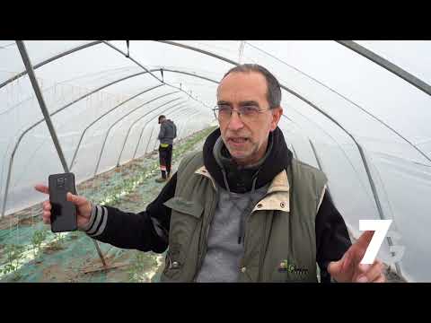, title : 'Come Coltivare il pomodoro i serra  per tutto l’anno- Video'