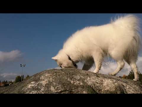 How Do You Stop Japanese Spitz From Shedding How Do You Stop Japanese Spitz From Shedding