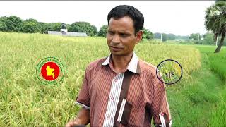 আউশ ধান চাষ-খাদ্য নিরাপত্তায় গোদাগাড়ী