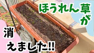 家庭菜園【食糧備蓄】2月〜4月のベランダガーデンvlog