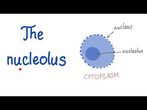 The Nucleolus (the small nucleus) - Cell Biology & Physiology