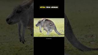 Download lagu HEWAN KETIKA TIDAK MEMILIKI LEHER #shorts mp3