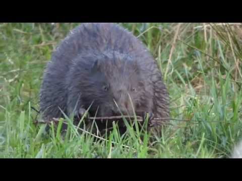 Bobor európsky (Castor fiber) — stavebník hrádzí
