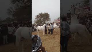 જસરા હોર્સ કોમ્પિટિશનમાં કિંગ ઓફ ક્રિષ્ના ઘોડી  ચેમ્પિયન