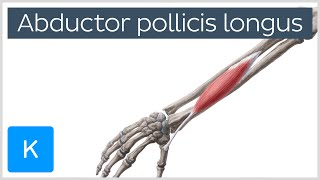 Abductor pollicis longus muscle - Origin, Insertion, Innervation & Function - Human Anatomy | Kenhub MP3