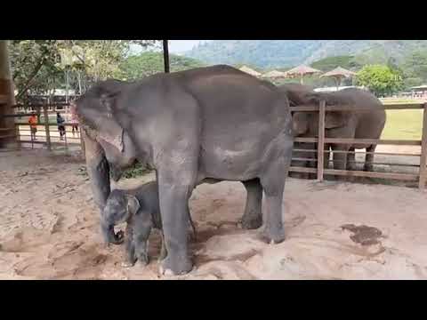 Firsrt Meet Between Baby Elephant Pee Mai And Wan Mai - EleFlix