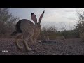 Why They Re Called Black Tailed Jackrabbits