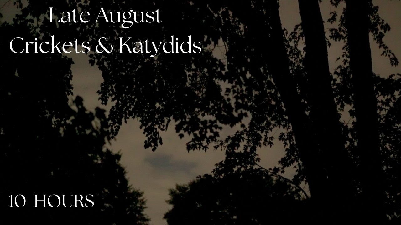Late August night crickets & katydids, 10 hour cricket sounds katydid sound  dark screen sleep relax
