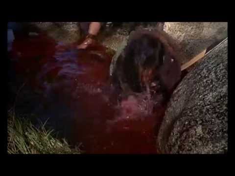 Vortex The Retarded Part Time Pirate Drinks Blood