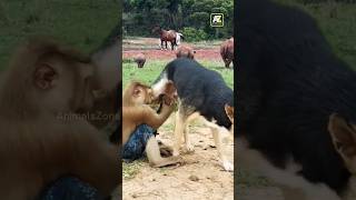 Download lagu APA YANG DILAKUKAKAN MONYET TERHADAP ANJING? 😂 #funny #funnyanimals #dog mp3 Download lagu APA YANG DILAKUKAKAN MONYET TERHADAP ANJING? 😂 #funny #funnyanimals #dog mp3