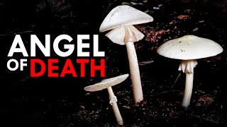 The Most DEADLY Mushrooms Growing In Your Backyard