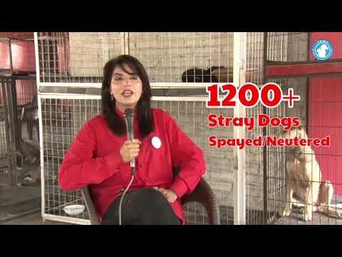 Rabies Free Faisalabad - Tahira Animal Welfare Foundation