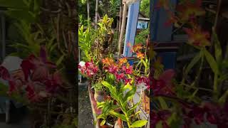 Download lagu Mohon maaf anggreknya tidak dijual 😁🙏 mp3 Download lagu Mohon maaf anggreknya tidak dijual 😁🙏 mp3