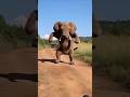 Elephant Dance How Is Possible Elephant Dance Shorts Clips Guess
