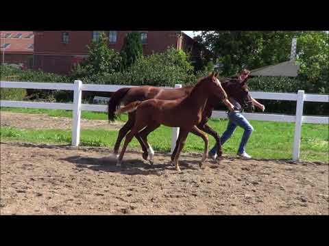 Hengstfohlen v. Floriscount - Damon Hill - Quaterback *2017 www.zuchthof-bahnemann.de
