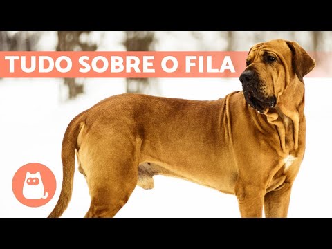 FILA BRASILEIRO 🔥 Characteristics, care and education