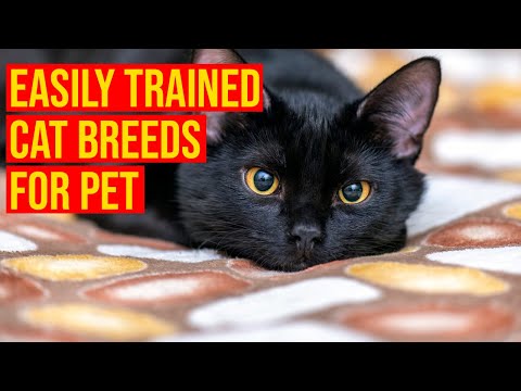 10 Easily Trained Hypoallergenic Cat Breeds For Pet/ All Cats