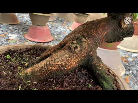 Mai vang giá rẻ p46 zalo báo giá mai vang chơi tết