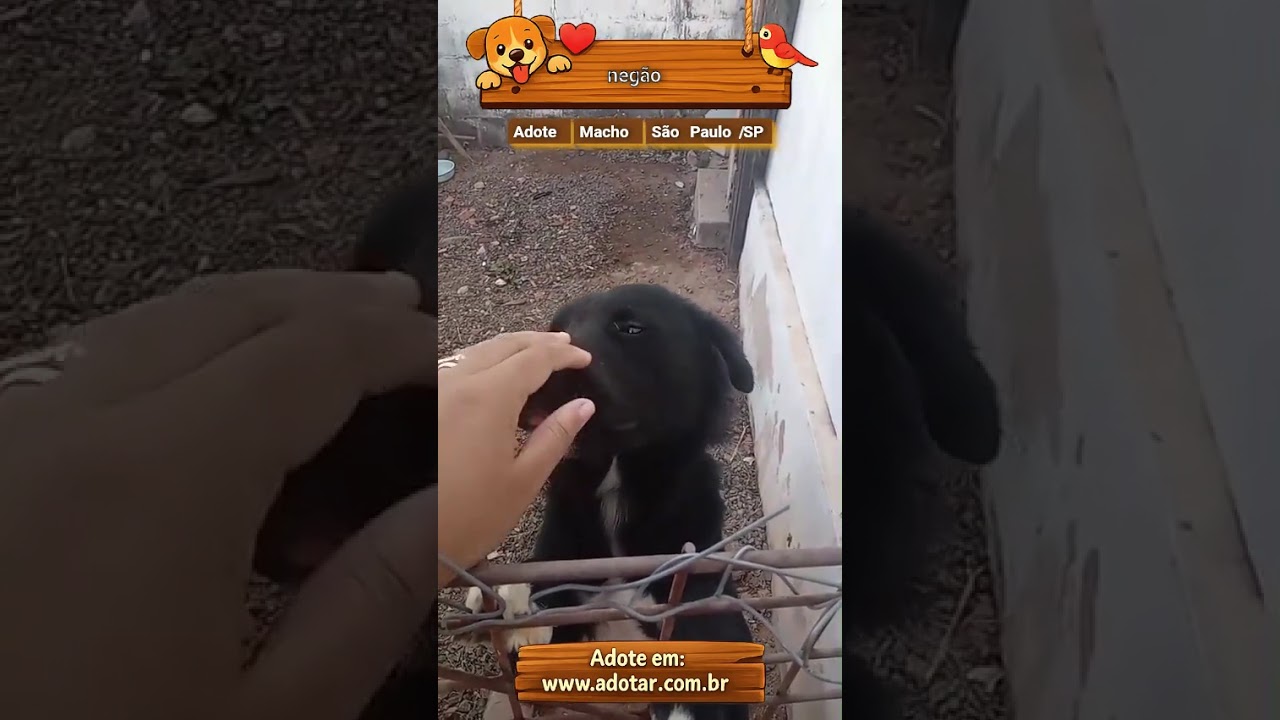 Cachorro raça SRD-ViraLata idade 7 a 11 meses nome negão