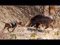 EPIC HUGE BOAR HUNTS FEARLESS Dogs Perfect HOG SHOTS Best HUNTING Scenes