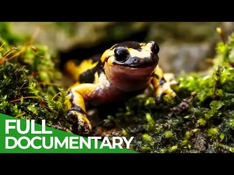 Salamandra skvrnita - posledny mestsky drak