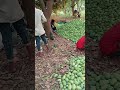 Aam Ka Bagicha Mango Fruits
