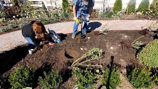 Transplanting Roses & Planting a Boxwood Hedge! 💚🌹 // Garden Answer