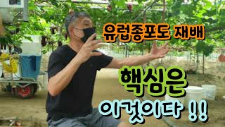 유럽종포도 재배 성공에 있어 중요한 기본