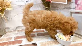 ハーフ犬の動画01