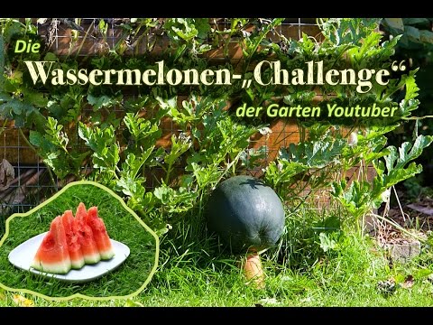 Bewertungen der hormonellen Behandlung von Prostatakrebs Es tut weh, die Prostata zu überprüfen