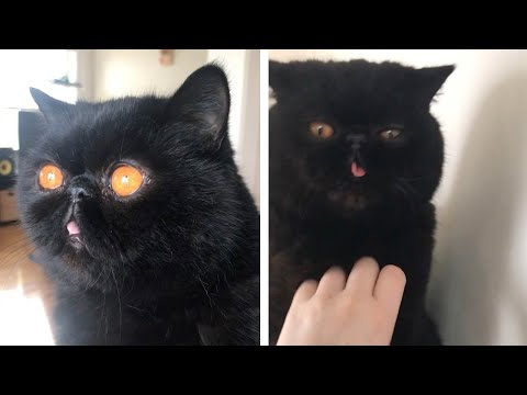 Adorable Black Cat Has Eyes Like Pumpkins