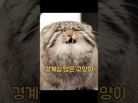 소녀는 귀여운 새끼 고양이를 발견했지만, 그 고양이를 키우면서 예상치 못한 특별한 비밀을 알게 되었습니다. #동물 #동물키우기