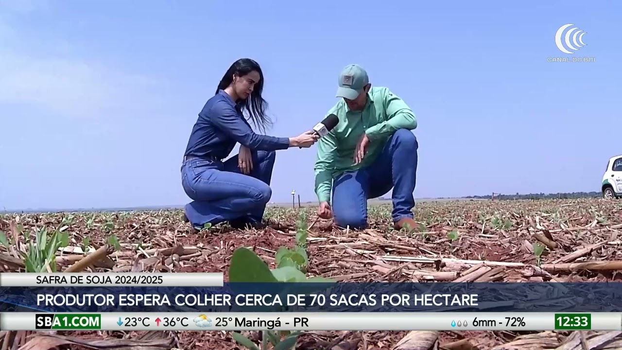 Chuva ajuda e produtor de Bandeirantes/MS já semeou 75% da soja