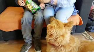 Perros para avisar de las crisis de epilepsia