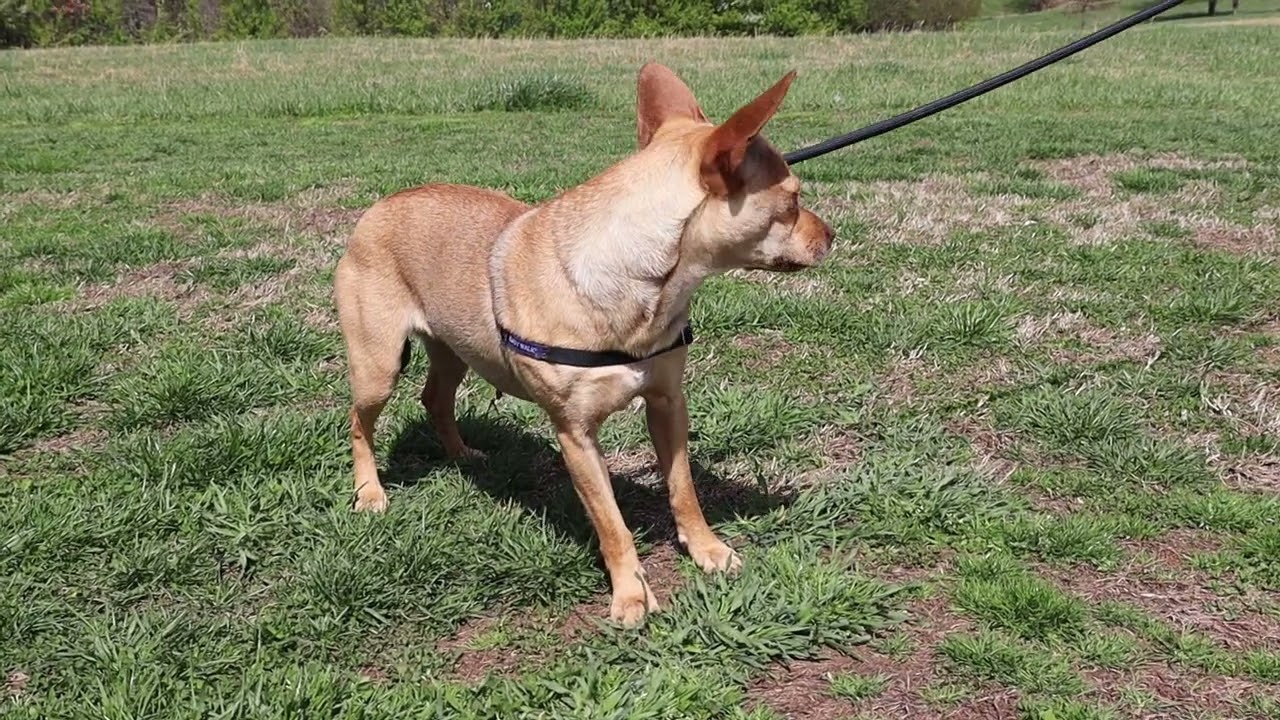 Enlarge Bambi, an adopted Chihuahua in Nashville , TN video 6/6