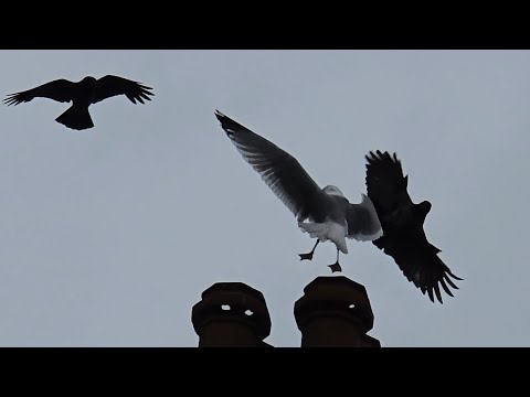 Krähen greifen eine Möwe an
