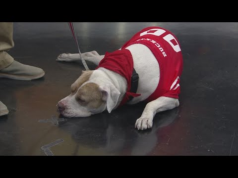 Pet safety ahead of Halloween, adoption event - YouTube