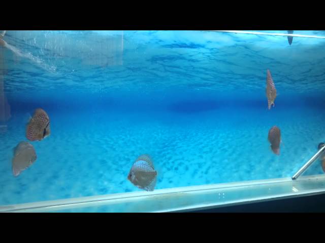 My Discus Fish Tank