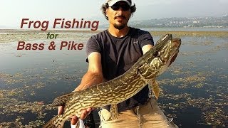 preview picture of video 'Frog Fishing for Bass & Pike'