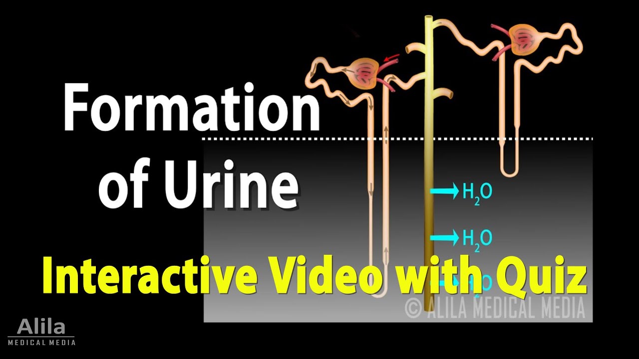Urine Formation - Interactive Animation with Quiz