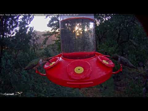 Hummingbirds Fill The West Texas Feeder – Aug. 6, 2018