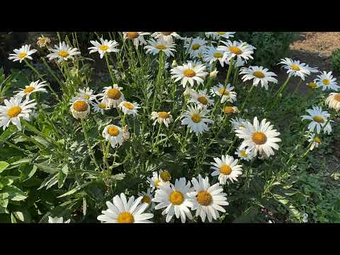 Margaréty v našej záhrade