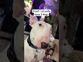 Three Dogs Dogs Meme Karen Funny