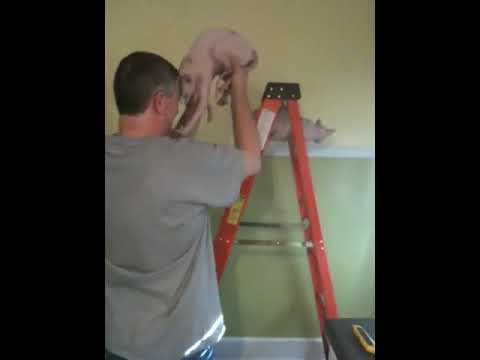 Sphynx Cats Climb Ladder