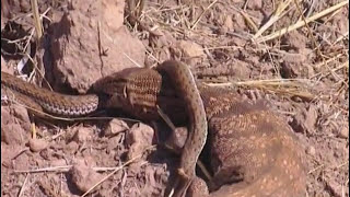 Animaux du désert : Les Reptiles