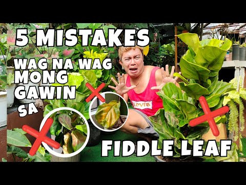 , title : '5 MISTAKES IN GROWING FIDDLE LEAF FIG TREE | FICUS LYRATA PLANT CARE'