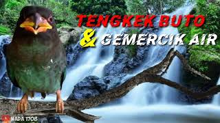 Download lagu Masteran Tengkek Buto dan Gemercik air mp3 Download lagu Masteran Tengkek Buto dan Gemercik air mp3