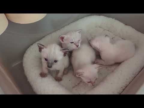 Sweet Siamese Kittens Just Starting to Walk 💕