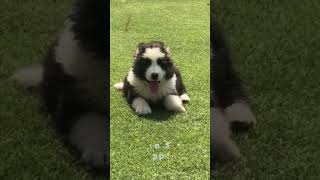 Purebred Caucasian Shepherd Puppies for Sale #shorts #dog